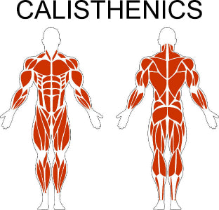 Fast-Attach Fitness Calisthenics Muscle Anatomy Drawing