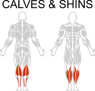 Fast-Attach Fitness Calves & Shins Muscle Anatomy Drawing