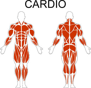 Fast-Attach Fitness Cardio Muscle Anatomy Drawing