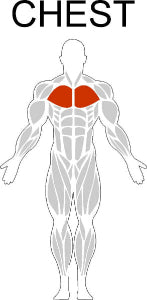 Fast-Attach Fitness Chest Muscle Anatomy Drawing
