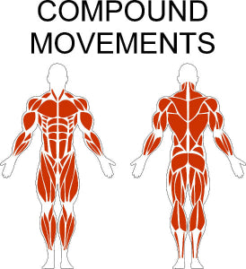 Fast-Attach Fitness Compound Movements Muscle Anatomy Drawing