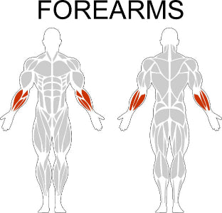 Fast-Attach Fitness Forearms Muscle Anatomy Drawing