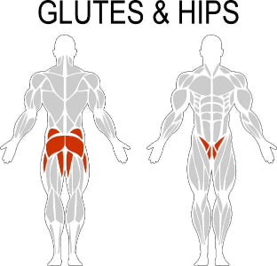 Fast-Attach Fitness Glutes & Hips Muscle Anatomy Drawing