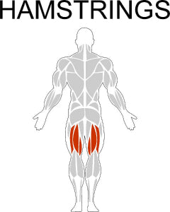 Fast-Attach Fitness Hamstrings Muscle Anatomy Drawing