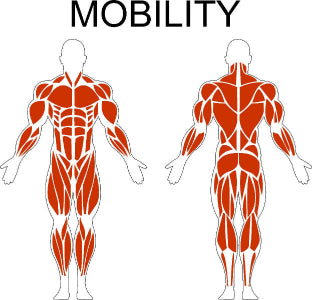 Fast-Attach Fitness Mobility Muscle Anatomy Drawing