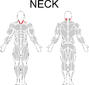 Fast-Attach Fitness Neck Muscle Anatomy Drawing