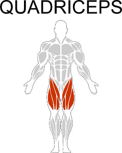 Fast-Attach Fitness Quadriceps Muscle Anatomy Drawing