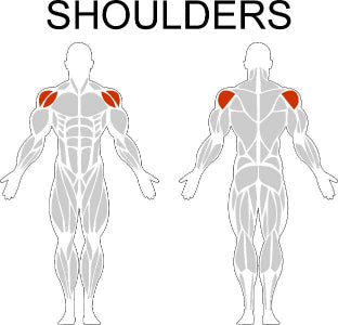 Fast-Attach Fitness Shoulders Muscle Anatomy Drawing