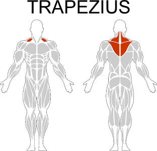 Fast-Attach Fitness Trapezius Muscle Anatomy Drawing