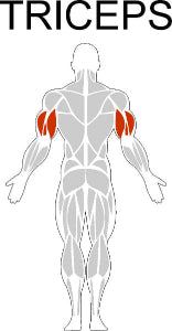 Fast-Attach Fitness Triceps Muscle Anatomy Drawing